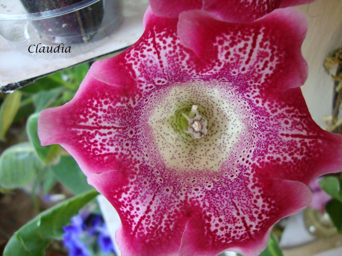 DSC02973 - 1T gloxinia