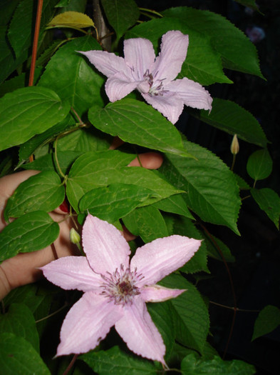 DSC07953 - Clematis 2011
