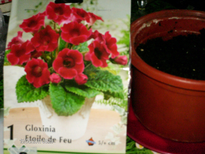 gloxinia etoile de feu