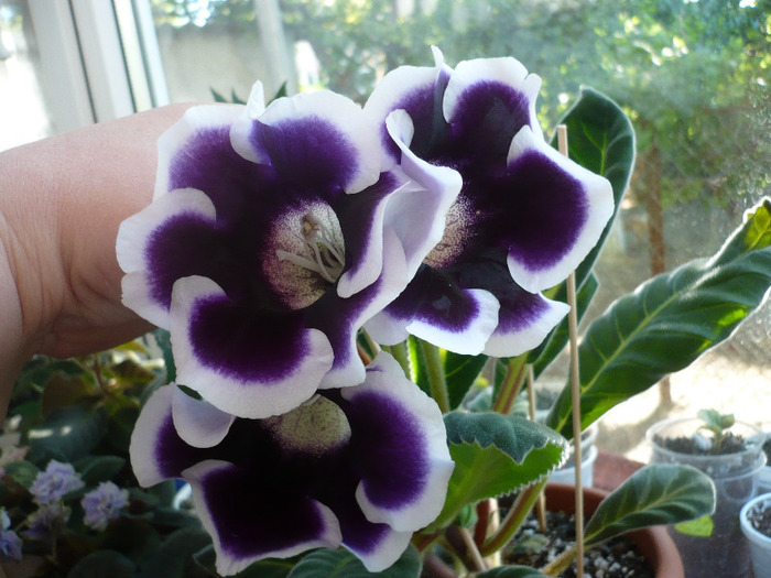 07.06.2011 - zzz-GLOXINIA SI MINISININGIA 2011-iesite din colectie