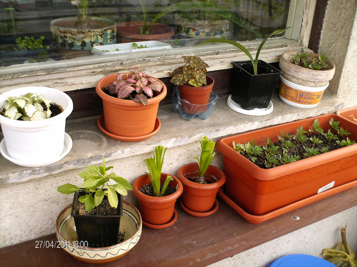 mai 039_in balcon - florile mele _2011