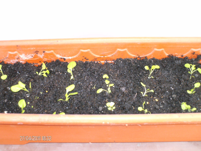 mai 041_petuniile mutate in jardiniera