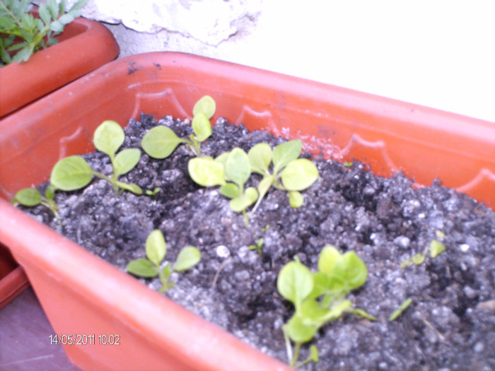 petuniile se dezvolta cam incetisor...