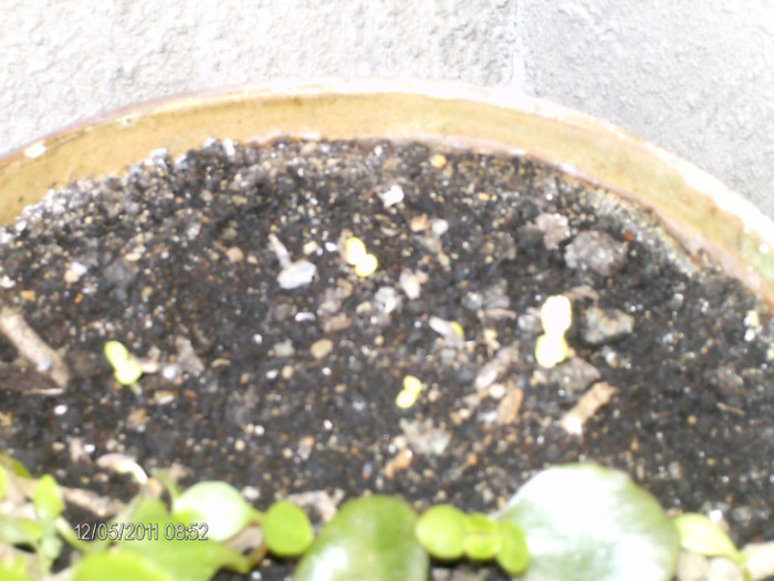 _mai 030_ceva apare...:))