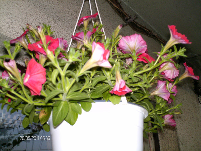 _mai 123_ceva nou cumparat