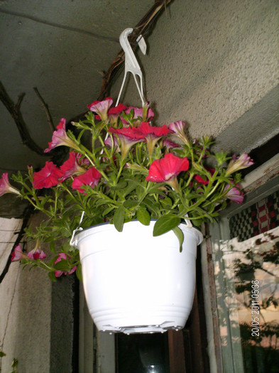 _mai 124 - florile mele _2011
