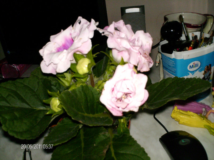 gloxinie primita in dar