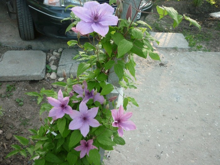 clematita