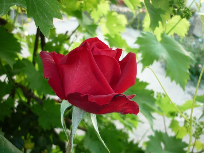P1050336 - trandafiri