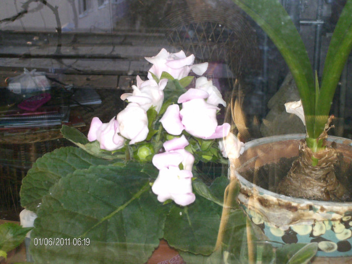 _mai 332 - florile mele _2011