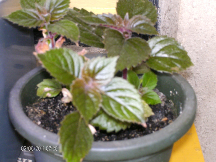 _mai 362 - florile mele _2011