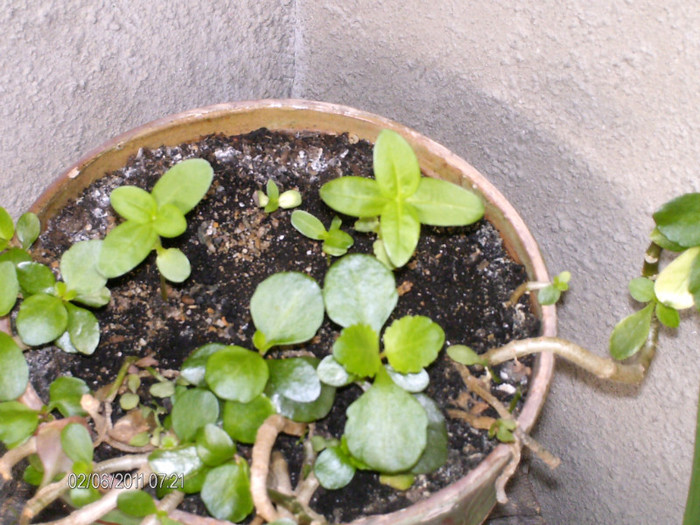 _mai 365_ce a rasarit, creste tot mai mare