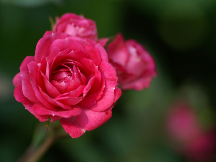 beautiful-red-rose[1] - poze