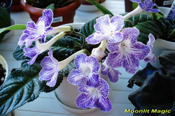 Moonlit Magic (5-06-2011) - Streptocarpusi