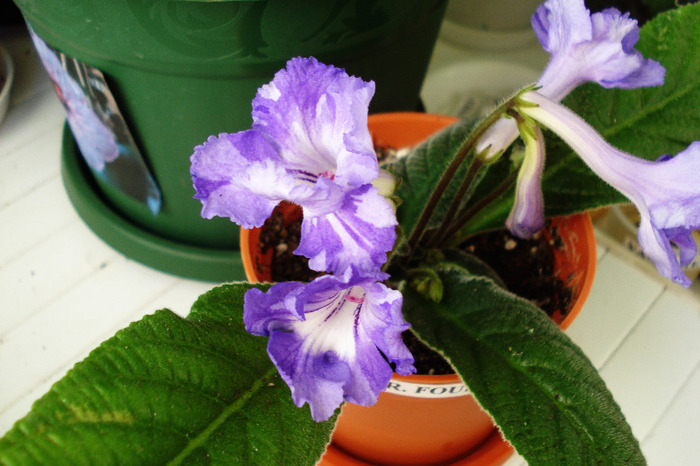 Br. Fourth Dimension (5-06-2011)fost