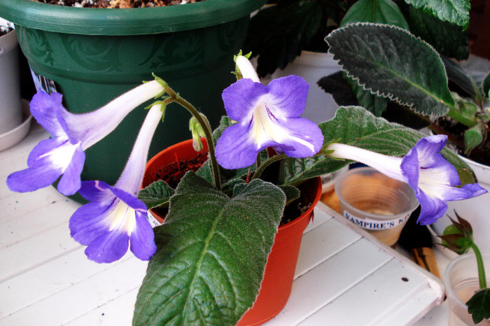 Br. Party Girl (5-06-2011)fost