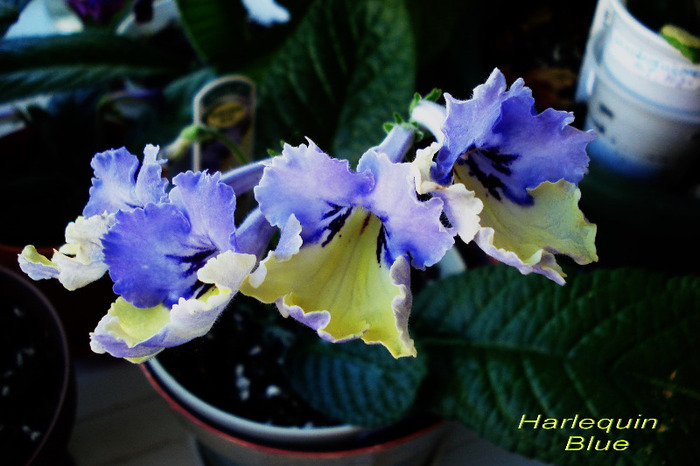 Harlequin Blue (27-05-2011)fost - Streptocarpusi