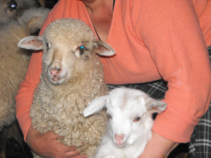 Picture 779 - 0 ceva frumos