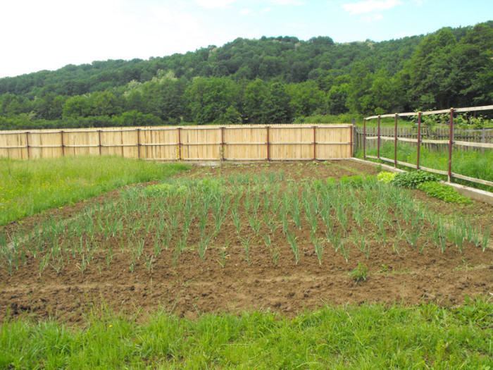 Picture 825 - 0 ceva frumos