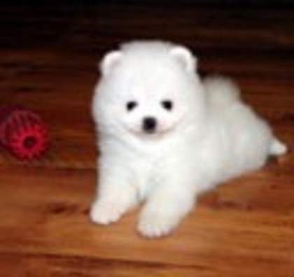 Pomeranian-adoptat de caine virtual - Adopta un catel virtual