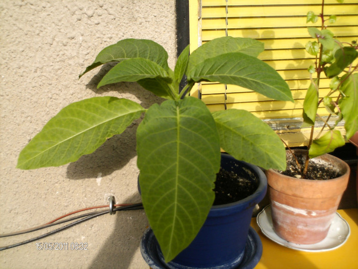 _mai 062 - BRUGMANSIA-trompeta ingerului