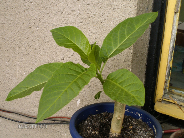 mai 086 - BRUGMANSIA-trompeta ingerului