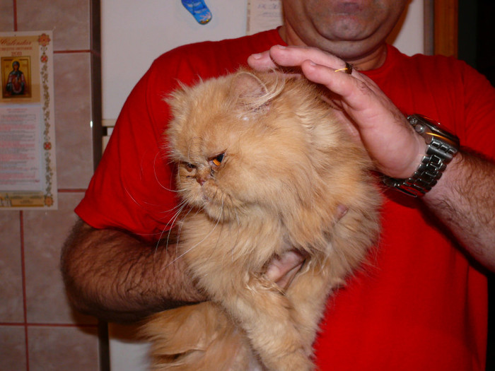 pisica persana nas extrimal 300 ron