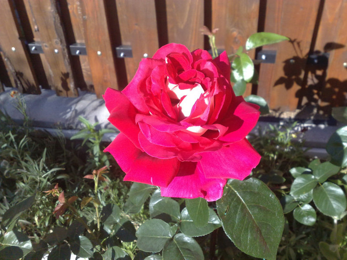 trandafirul meu iubit - ACASA LA BRASOV