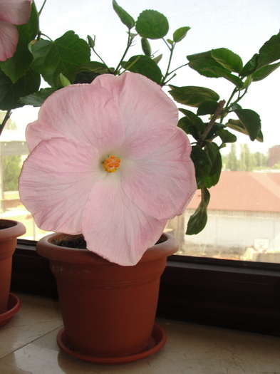 h. boondah; hibiscus boondah
