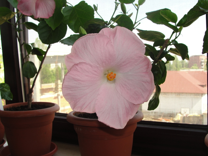 h. boondah; hibiscus boondah
