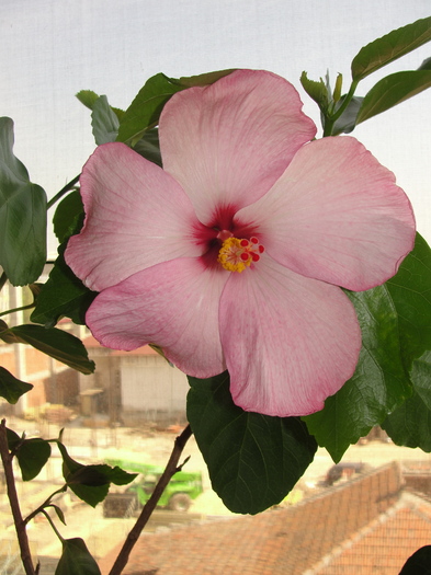 h. amour; hibiscus amour
