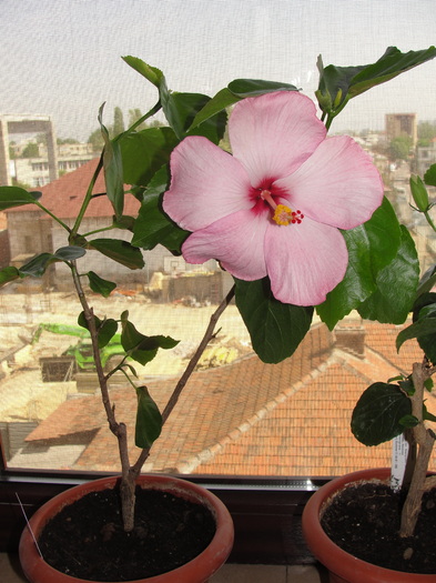 h. amour - C-HIBISCUS DE LA GOMMER-2011