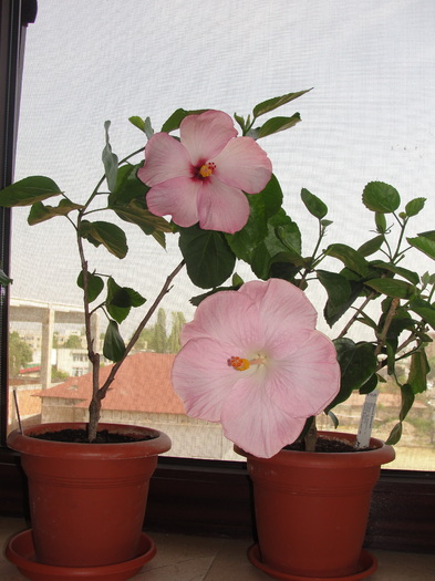 h. boondah si amour - C-HIBISCUS DE LA GOMMER-2011