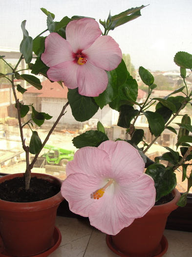 h.  boondah si amour - C-HIBISCUS DE LA GOMMER-2011