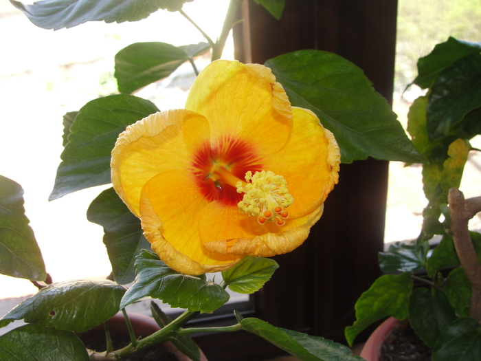 floare pe tulpina de h. fort meyers yellow; floare pe tulpina de hibiscus fort meyers yellow
