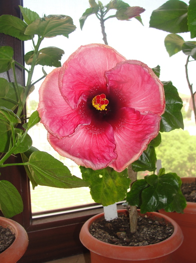 h. volcano; hibiscus volcano
