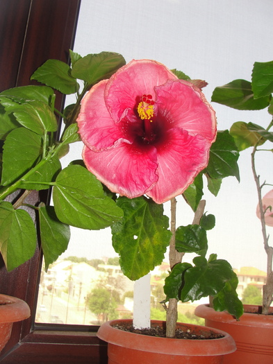 h. volcano - C-HIBISCUS DE LA GOMMER-2011