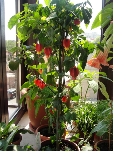 abutilon megapotamicus - C-plante de interior 2011