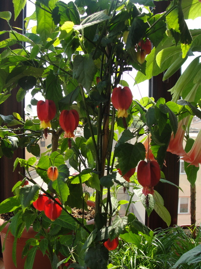 abutilon megapotamicus - C-plante de interior 2011