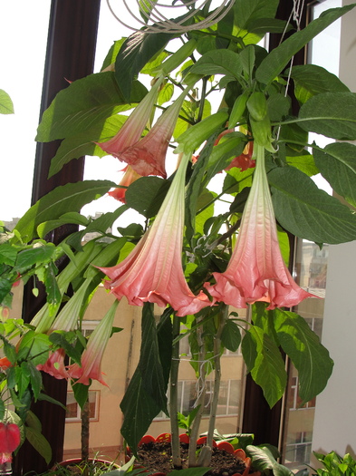 brugmansia, tropeta ingerilor; inflorirea din primavara 2011
