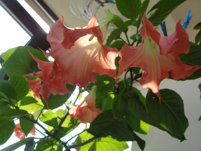 brugmansia - C-plante de interior 2011