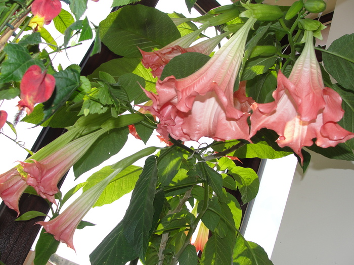 brugmansia - C-plante de interior 2011