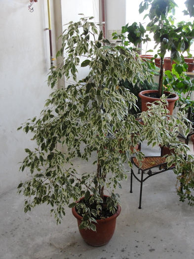 ficus benjamina