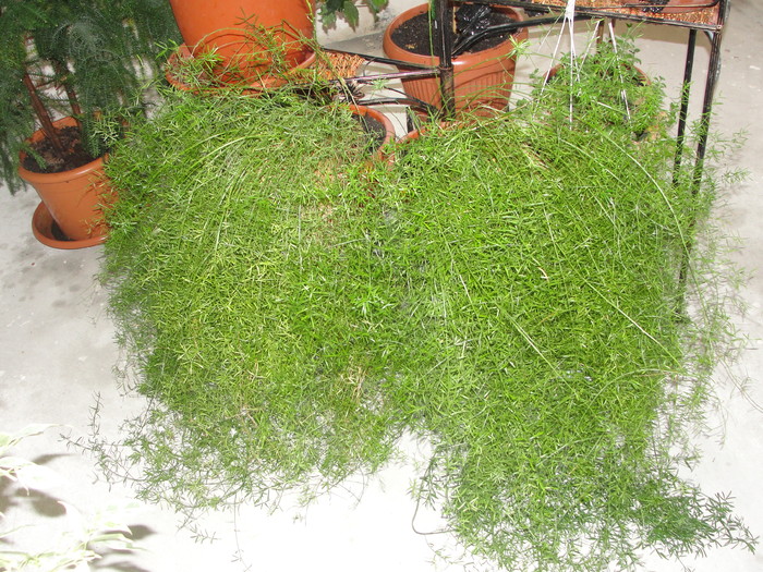 asparagus - C-plante de interior 2011