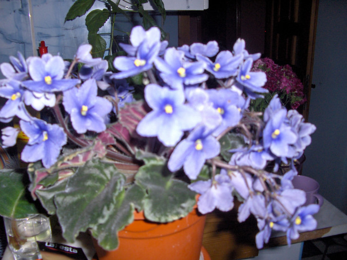 violeta.. - flori de apartament
