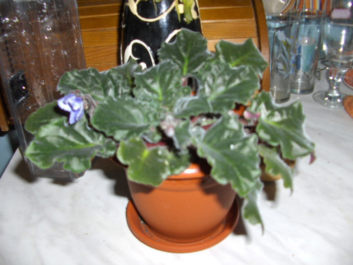 violeta - flori de apartament
