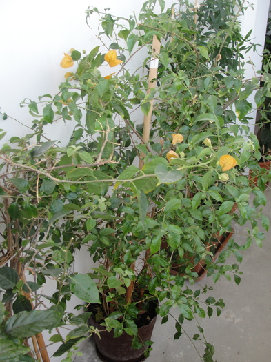bougainvillea- se pregatesc sa infloreasca - C-plante de interior 2011