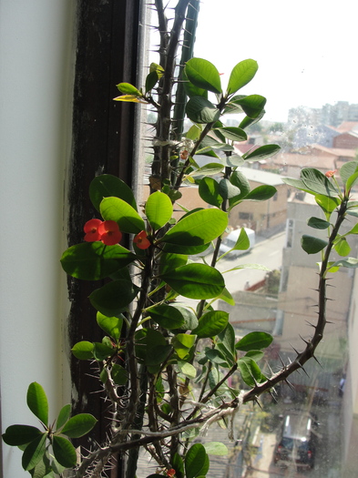 eugorbie - C-plante de interior 2011