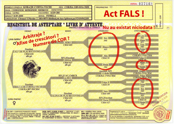 kora de curtea veche fals pedigree