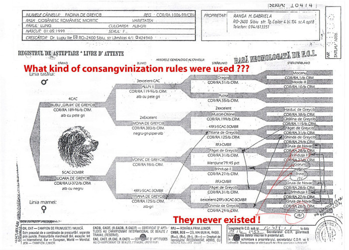 Padina de Greycib _ Engl - Pedigree false gresite incomplete